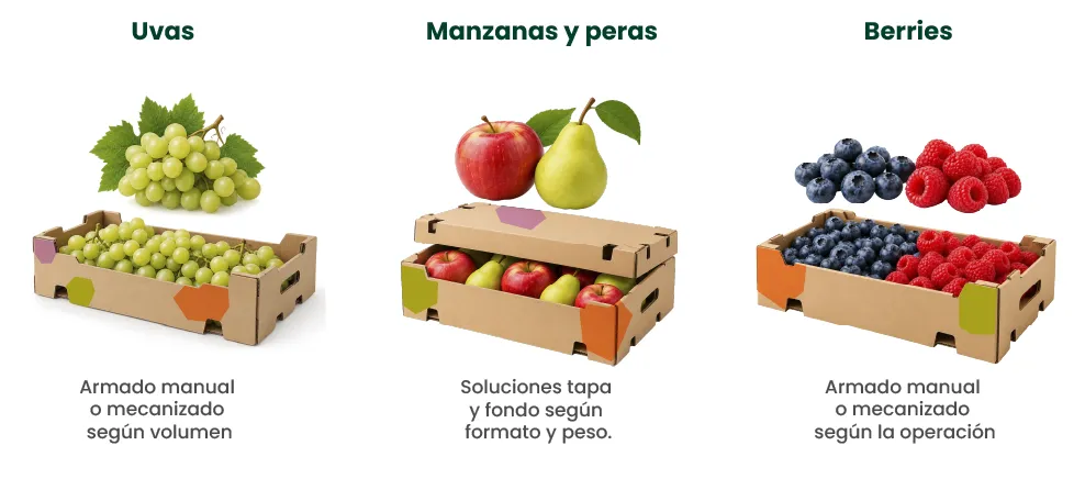 Tipos de cajas para uvas, manzanas, peras, blueberries y frambuesas